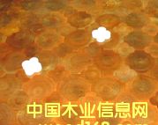 �c(di��n)���鿴��ľ���ɲŷŴ�DƬ