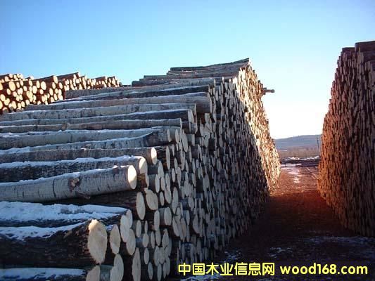 �c(di��n)���鿴��ľ ԭľ�Ŵ�DƬ