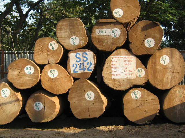 �c(di��n)���鿴һ��(j��)��ľ�Ŵ�DƬ