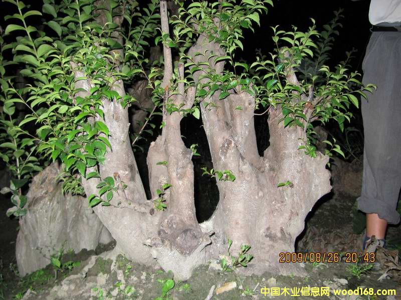 �c���鿴�L����Ŵ�DƬ