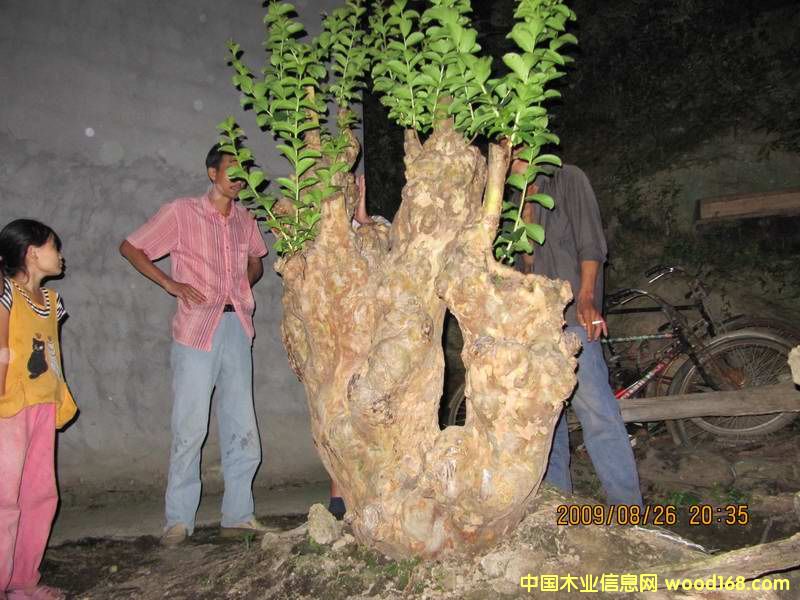 �c���鿴�L����Ŵ�DƬ