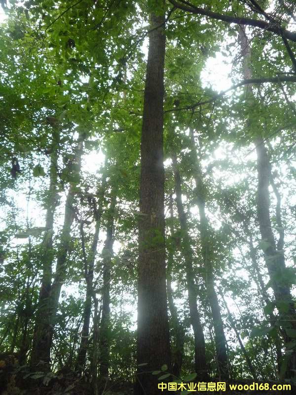 �c���鿴�ɘ�Ŵ�DƬ