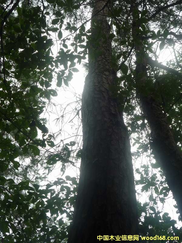 �c���鿴�ɘ�Ŵ�DƬ