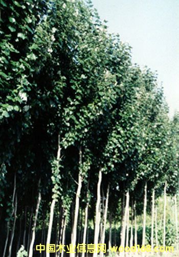 �c(di��n)���鿴��ľԭľ�Ŵ�DƬ