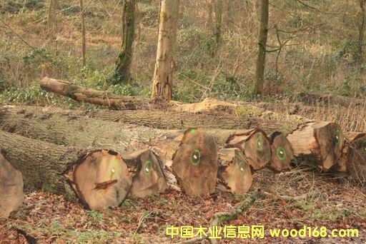 ����ľ��Ԕ����B