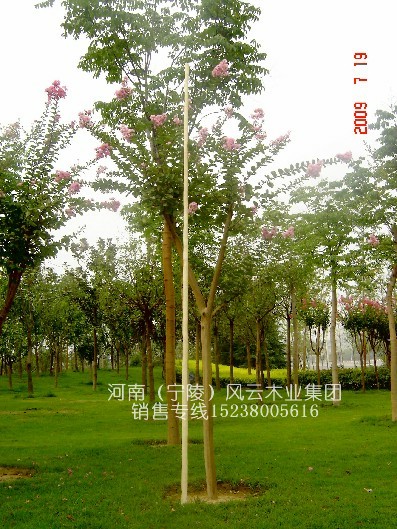 һ��(j��)Ʒ--ȫ�SƤ̫�O��Uʮ���U��Ϟ���U�L(zh��ng)4.5�� 