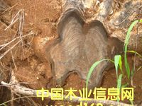 ��ľ��(sh��)����Ԕ��(x��)��B