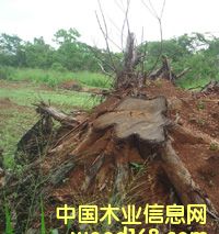 ��ľ��(sh��)����Ԕ��(x��)��B