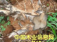 ��ľ��(sh��)����Ԕ��(x��)��B