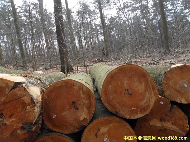 ��ľ䏲ĵ�Ԕ����B