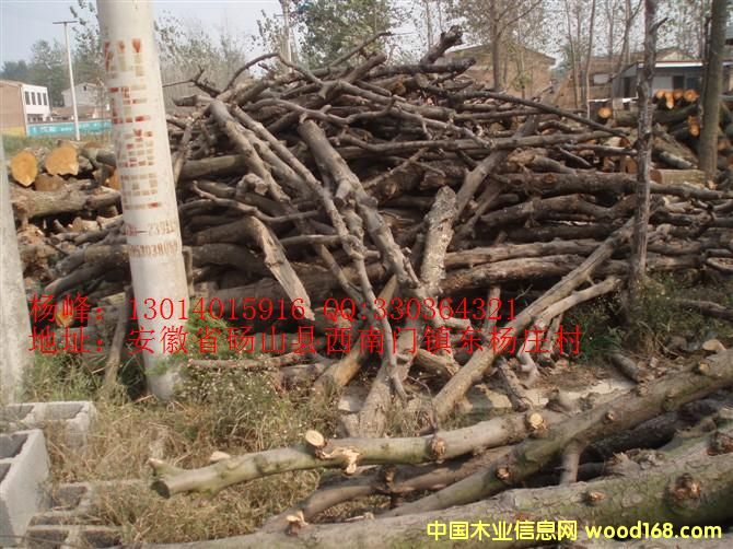 �c(di��n)���鿴��ľ�Ŵ�DƬ