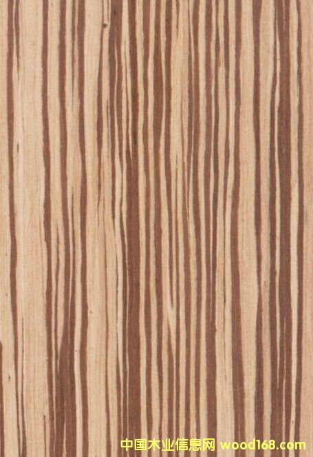K.Y.Zebrawood#204��Ԕ��(x��)��B