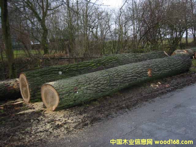 ��ľ ԭľ��Ԕ����B