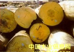 ɽë��ԭľ��Ƭ