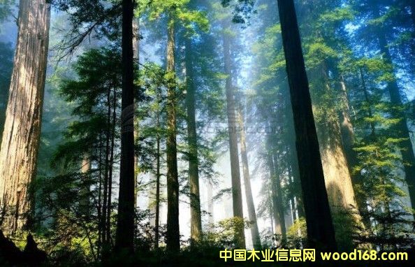 ɼ���ɘ�ɭ��