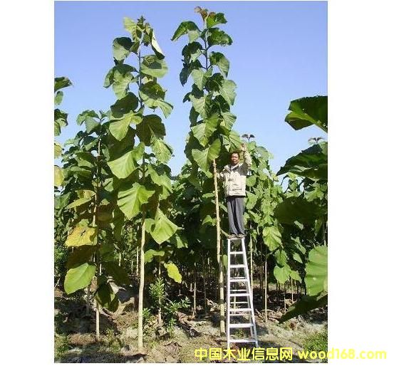 �c(di��n)���鿴��ľ��Ŵ�DƬ