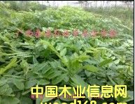 �S���� �S������ �S����Nֲ���g �V��̩ͨ���Fľ��