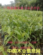 ���� ������ ����Nֲ���g �V��̩ͨ���F����