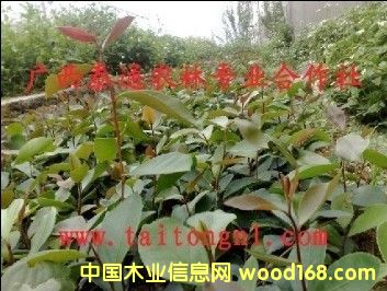 �Ͳ� �Ͳ��� �Ϫܛ֦�Ͳ� �Ͳ�Nֲ���g(sh��) �V��̩ͨ���Fľ��