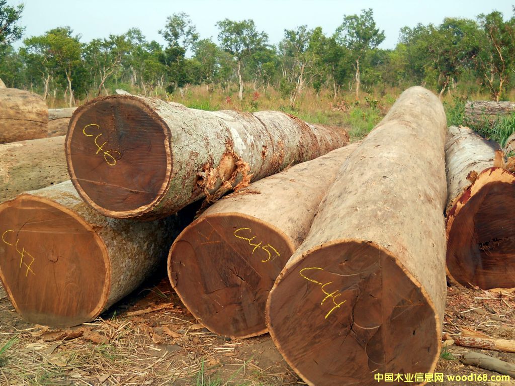 wenge log��Ԕ����B