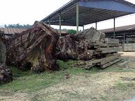 ��ľ�����