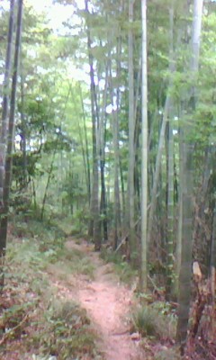 ����Ԕ����B