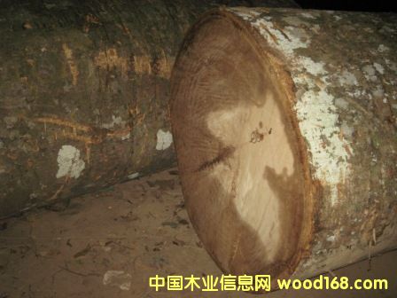 ������ľ