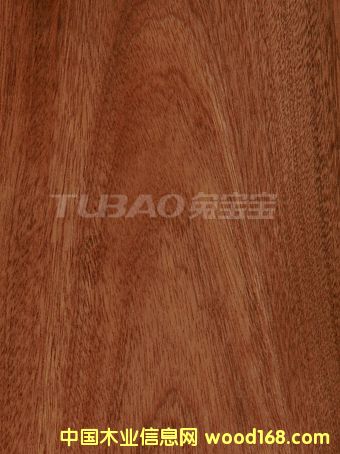 ɳ����ɽ�ySAPELI��Ԕ��(x��)��B