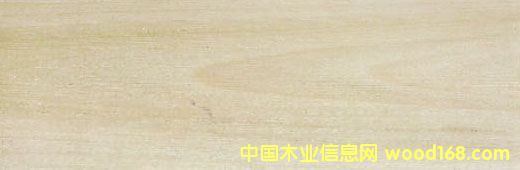 �����S�� Yellow Poplar��Ԕ��(x��)��B