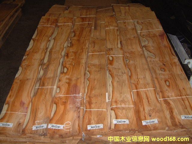 ��ɼ��������ɼ��YEW TREE