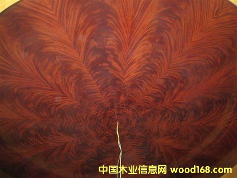 �һ��Ę�(sh��)�棬��(sh��)�����Ź��һ���ľƤ