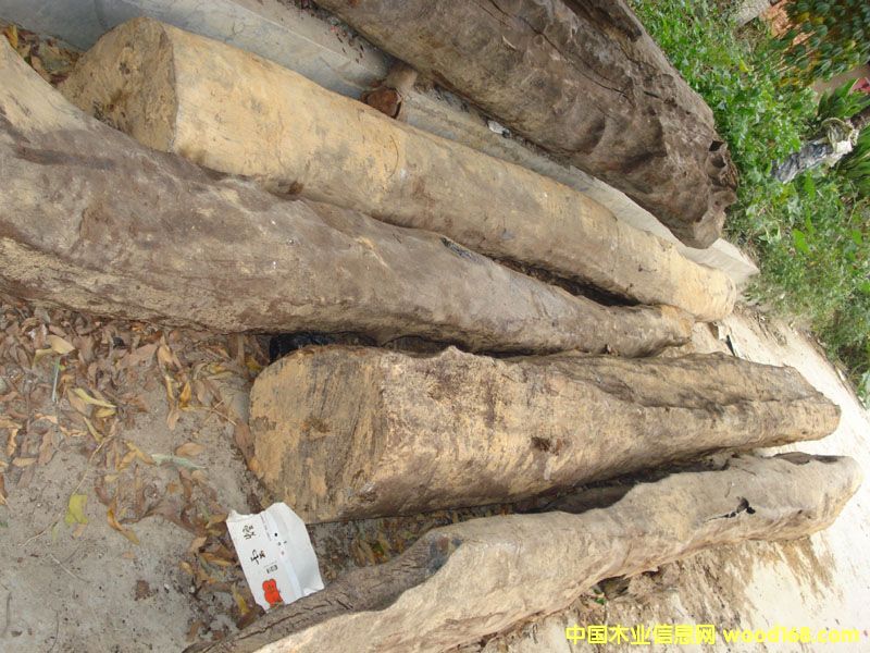 �c���鿴ˮ��ľ���Fľ�Ŵ�DƬ