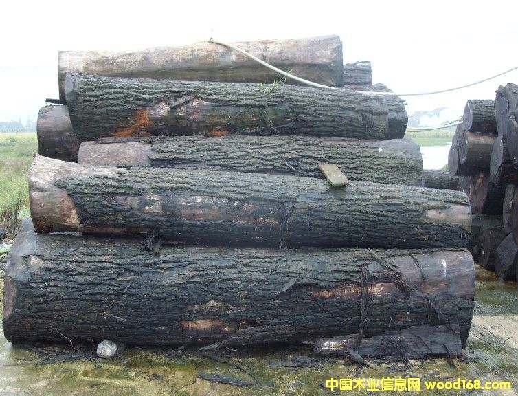 �ں���ԭľ��Ԕ��(x��)��B