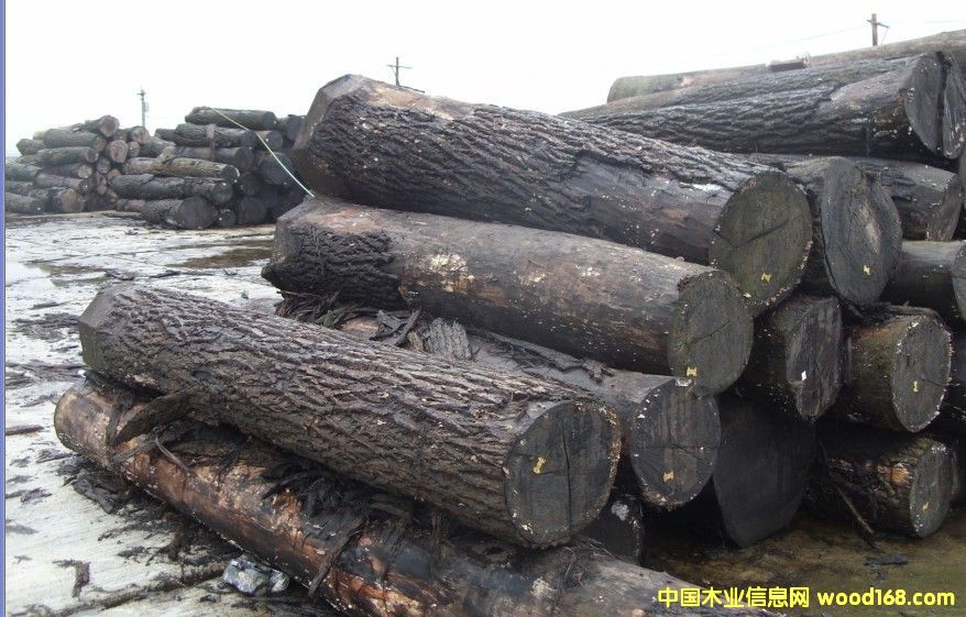 �ں���ԭľ4��Ԕ��(x��)��B