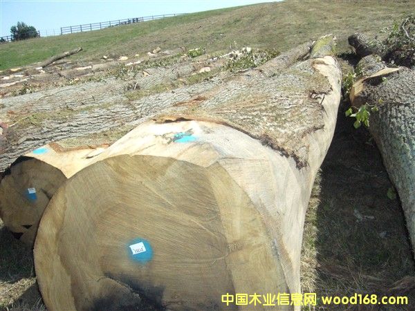 ���������Ԕ��(x��)��B