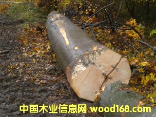 ��ľ ����(gu��)�ĵ�Ԕ��(x��)��B