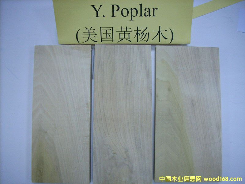 �����S��ľYellow Poplar��Ԕ��(x��)��B