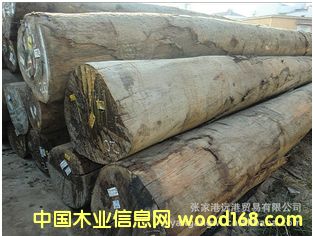 ����(y��ng)��ʰͶ� �T�� ����˹ԭľ ��� MGRS