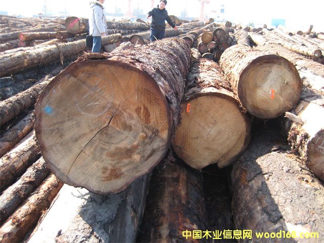 ��ɼԭľ��Ԕ��(x��)��B