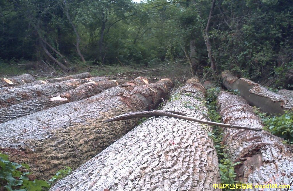 ��������ԭľ��Ԕ��(x��)��B