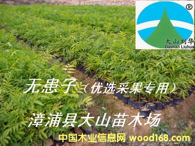 [��] �o�����磨���չ���(sh��)��soapberry)