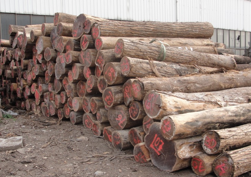 �����t��֦��Ԕ��(x��)��B