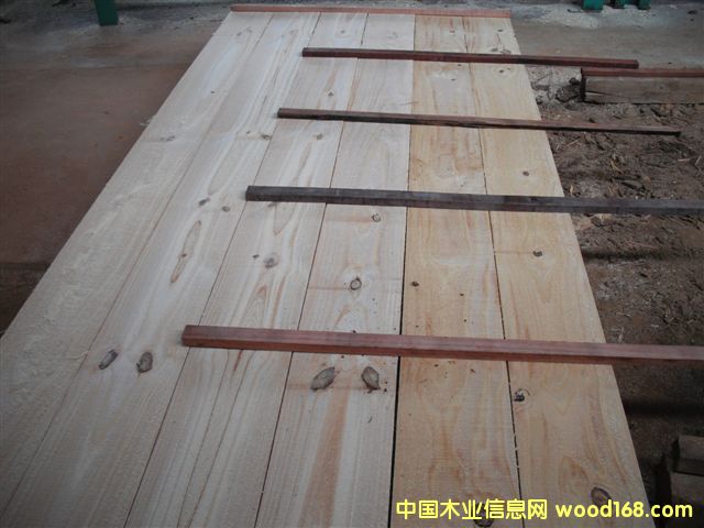 taeda pine 3��Ԕ����B