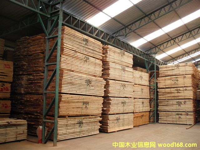 taeda pine 4��Ԕ����B