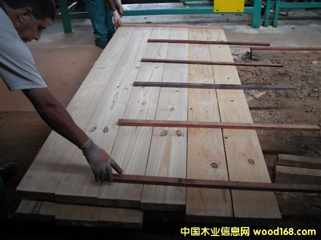 taeda pin 2��Ԕ����B