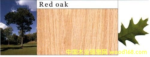 �t��ľ��Ԕ��(x��)��B