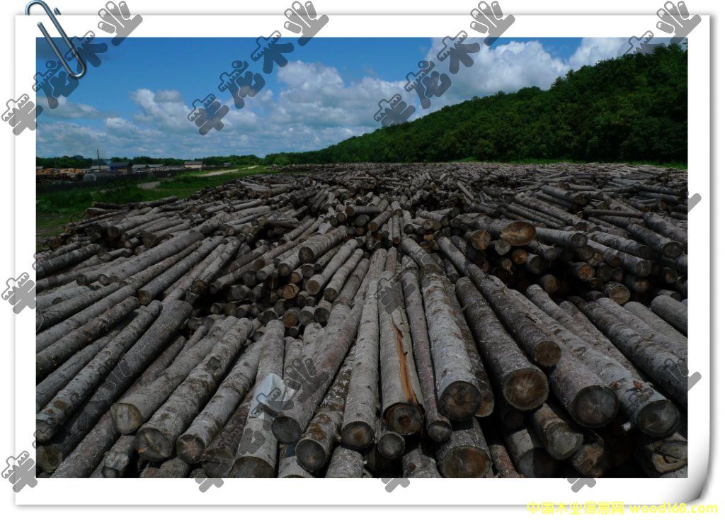 ���_˹ԭľ��Ԕ��(x��)��B