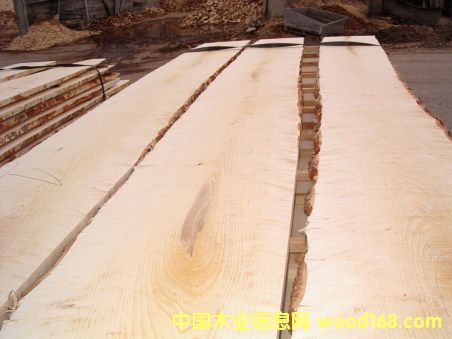 FSC���_˹��ľ��Ԕ��(x��)��B