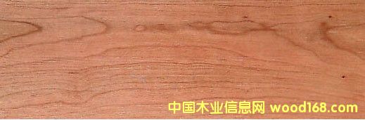 �c(di��n)���鿴����ľ Cherry�Ŵ�DƬ