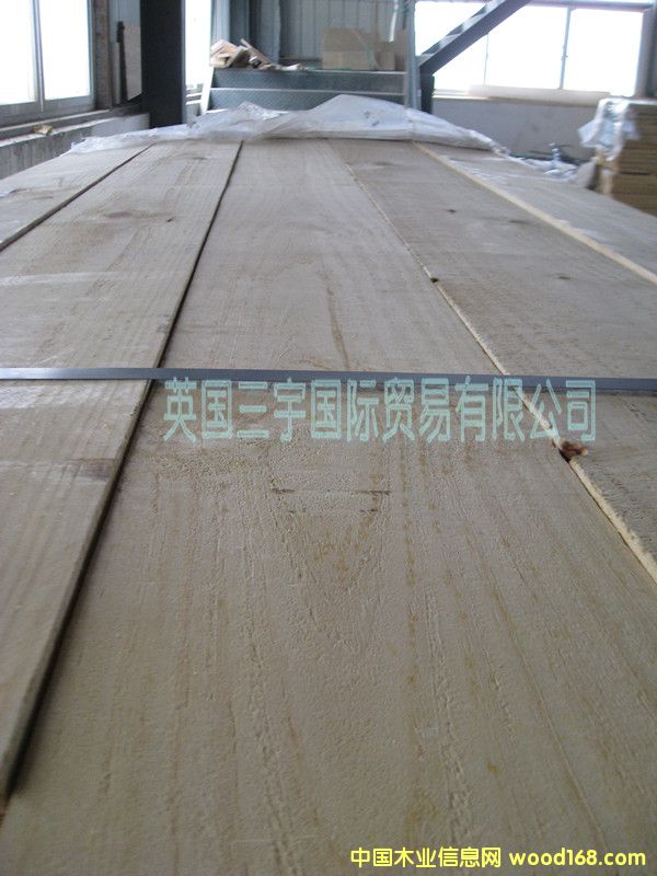 智利輻射松 智利輻射松